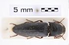 Foto (Dorsalansicht) von Melanotus hiekei (Platia & Schimmel, 2001) (NHMW-ZOO-COL-0007644)